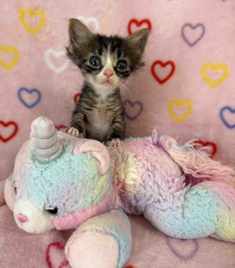 小さな保護子猫