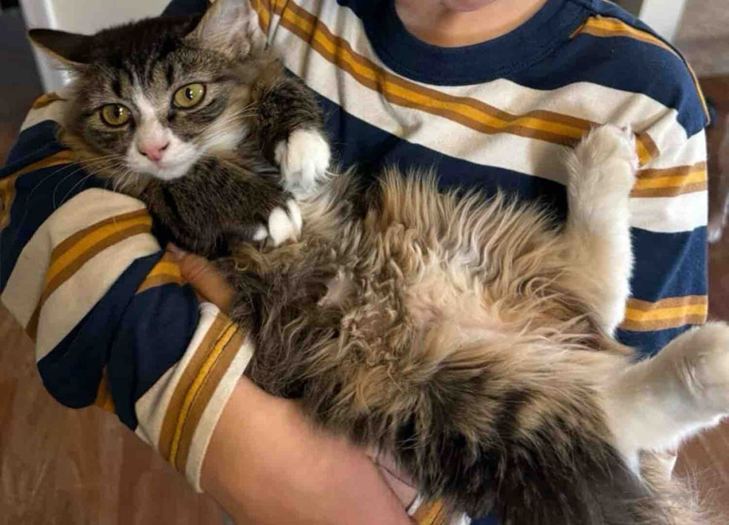 抱っこされる子猫