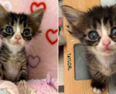 兄弟よりもかなり小さいにもかかわらず、強い意志を持った保護子猫。病気を乗り越え、大きく変わった姿に胸が熱くなる