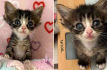 衰弱した状態で保護された子猫