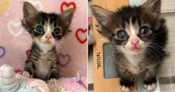 衰弱した状態で保護された子猫