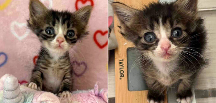 兄弟よりもかなり小さいにもかかわらず、強い意志を持った保護子猫。病気を乗り越え、大きく変わった姿に胸が熱くなる