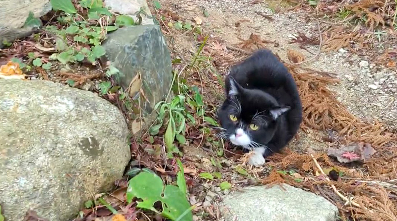 庭を散歩する猫