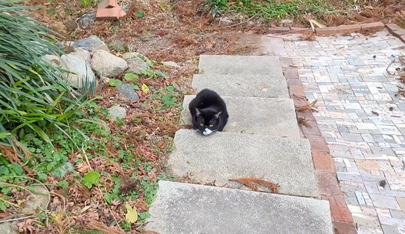 階段で立ち止まる猫