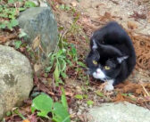 頭を撫でてもらうと嬉しくて走り出す猫さん。個性的なピョンピョン走りが可愛すぎて、思わず心がポカポカに (*´ェ`*)♡