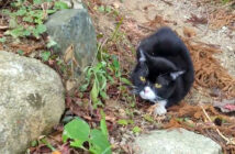 庭を散歩する猫