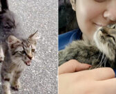 犬の散歩中に現れて「一緒に連れていって」とお願いしてきた子猫。家に迎えると、驚くほどの笑顔と幸せを届けてくれた