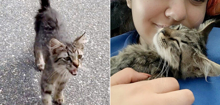 犬の散歩中に現れて「一緒に連れていって」とお願いしてきた子猫。家に迎えると、驚くほどの笑顔と幸せを届けてくれた