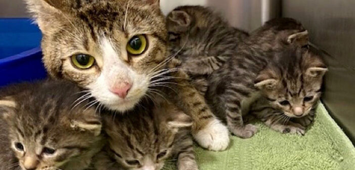 駐車場に放置されていた車の中から発見された猫の親子。優しいゴミ収集員が手を差し伸べて、親子揃って幸せいっぱいに