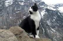 山で出会った猫