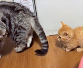 先住猫に甘えたくて、よちよち歩きで後をついていく子猫。でも先住猫が振り返ると、急にモジモジし始めて ( *´艸｀)♡