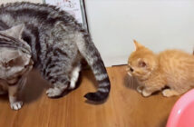 先住猫について行く子猫