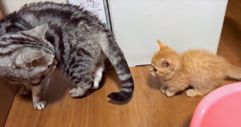 先住猫について行く子猫