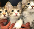 いつも一緒の子猫達
