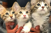 いつも一緒の子猫達