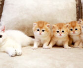 ヨチヨチ歩きの4兄弟と出会った子猫。未知との遭遇に戸惑いながらも、溢れ出す好奇心が抑えきれない様子にホッコリ♡