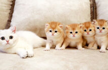 初対面の子猫達