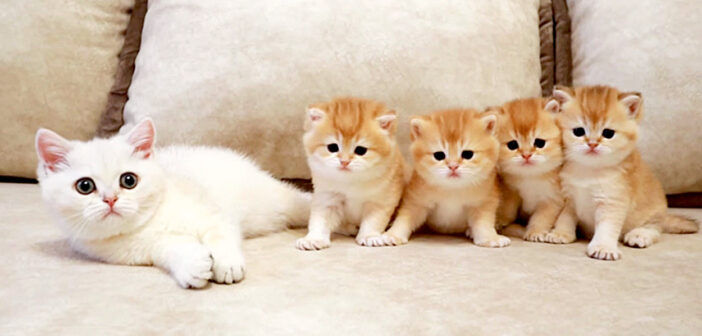 初対面の子猫達