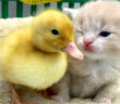 アヒルの子と子猫