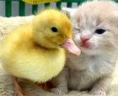 初めてアヒルの子に会った子猫。最初はドキドキだったけど、すぐに仲良くなってピッタリと寄り添う様子が可愛かった♡