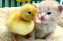 アヒルの子と子猫