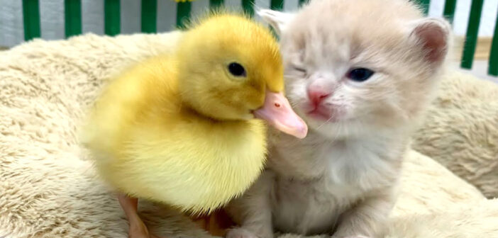 初めてアヒルの子に会った子猫。最初はドキドキだったけど、すぐに仲良くなってピッタリと寄り添う様子が可愛かった♡