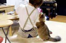 お母さんに合図する猫