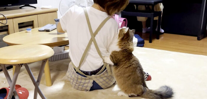 「ごはん食べてくるね」と毎回お母さんに合図してから、ご飯を食べに行く猫さんの様子がとっても可愛い (*´ω｀*)♡