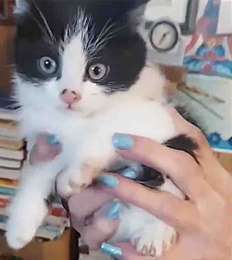 保護された子猫