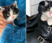 雪が降る中、震える体で助けを求めていた子猫。一夜にして人生が変わり、今では優しい猫達に囲まれながら幸せいっぱいに