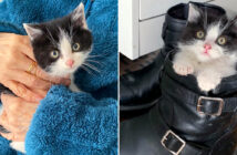 寒さの中から保護された子猫