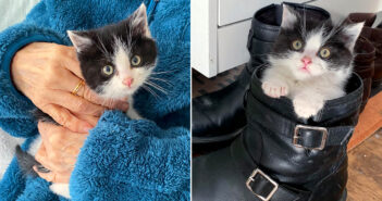 寒さの中から保護された子猫