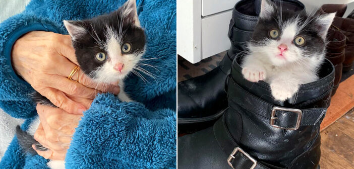 寒さの中から保護された子猫