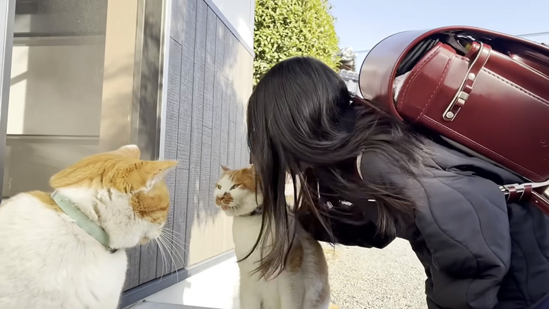 お姉ちゃんを出迎える猫達