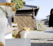 お姉ちゃんをお出迎えする猫達