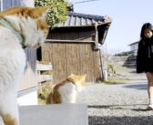 学校から帰るお姉ちゃんを待つ庭猫の兄弟が可愛すぎた♪ そしてついにお姉ちゃんが帰宅すると、とっても愛らしい反応が♡