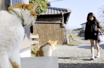 お姉ちゃんをお出迎えする猫達