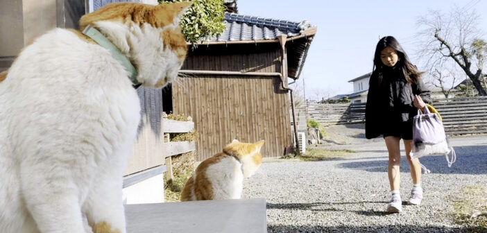 学校から帰るお姉ちゃんを待つ庭猫の兄弟が可愛すぎた♪ そしてついにお姉ちゃんが帰宅すると、とっても愛らしい反応が♡