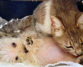 犬に襲われ、身篭っていた我が子を失った猫。独りぼっちの子犬を優しく迎え入れ、母親の愛情を注ぎ続ける