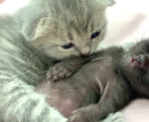 保護された赤ちゃん猫に寄り添って安心させる子猫。その優しさ溢れる行動に思わず心がポカポカに (*´ω｀*)♡