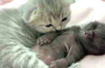 赤ちゃん猫と子猫