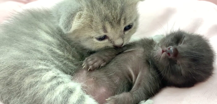 保護された赤ちゃん猫に寄り添って安心させる子猫。その優しさ溢れる行動に思わず心がポカポカに (*´ω｀*)♡