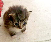 ある日、お腹を空かせて家の庭に迷い込んできた野良猫。心配した住人が世話をすると、思いがけない幸せがやってきた！