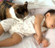 赤ちゃんと猫