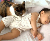 赤ちゃんと幸せそうに添い寝する猫さん。ピッタリと寄り添いながら優しく毛づくろいする姿に、母親の愛情を感じる♡