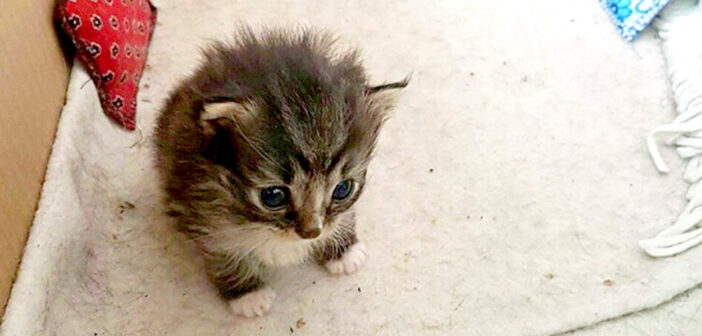 ある日、お腹を空かせて家の庭に迷い込んできた野良猫。心配した住人が世話をすると、思いがけない幸せがやってきた！