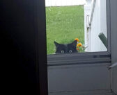 冬の間、野良猫に自宅を開放した男性。猫を外に戻してあげると、1ヵ月後に家の中をこっそりと覗いてきて…