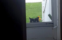 家の中を覗いてきた猫