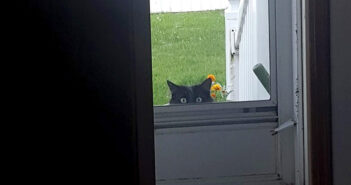 家の中を覗いてきた猫