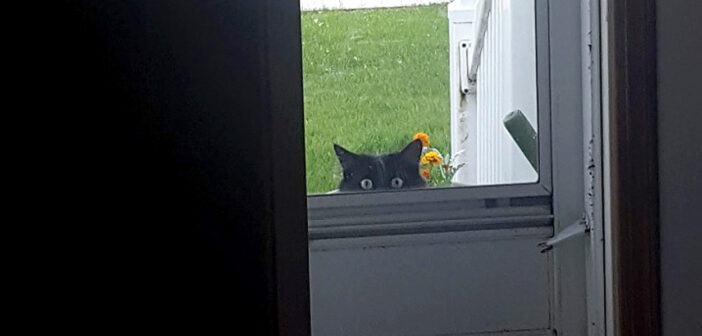 家の中を覗いてきた猫